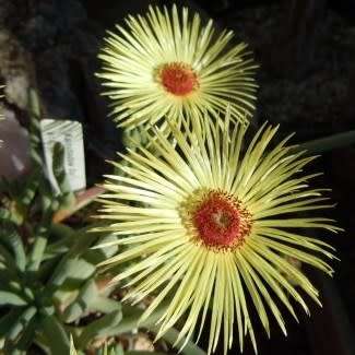 Cephalophyllum pillansii -10 Seed Pack- Indigenous Succulent Mesemb - Combined Global Shipping - NEW