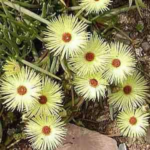 Cephalophyllum pillansii -10 Seed Pack- Indigenous Succulent Mesemb - Combined Global Shipping - NEW