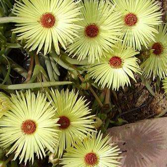 Cephalophyllum pillansii -10 Seed Pack- Indigenous Succulent Mesemb - Combined Global Shipping - NEW