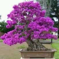 Cercis canadensis - Eastern Redbud Bonsai - 5 Seeds + FREE Gifts Seeds + Bonsai eBook, NEW