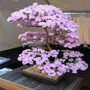 Cercis canadensis - Eastern Redbud Bonsai - 5 Seeds + FREE Gifts Seeds + Bonsai eBook, NEW