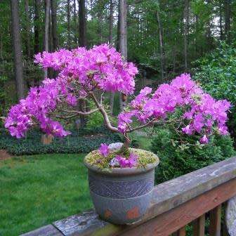 Cercis canadensis - Eastern Redbud Bonsai - 5 Seeds + FREE Gifts Seeds + Bonsai eBook, NEW