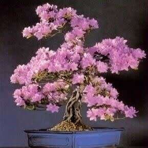 Cercis canadensis - Eastern Redbud Bonsai - 5 Seeds + FREE Gifts Seeds + Bonsai eBook, NEW