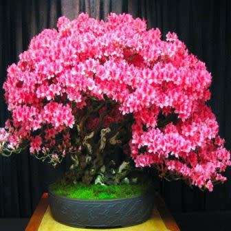 Cercis chinensis - Chinese Redbud Bonsai - 5 Seeds + FREE Gifts Seeds + Bonsai eBook, NEW