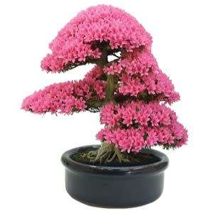 Cercis chinensis - Chinese Redbud Bonsai - 5 Seeds + FREE Gifts Seeds + Bonsai eBook, NEW