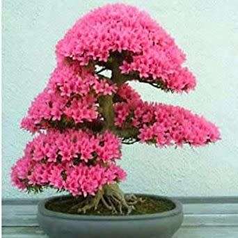 Cercis chinensis - Chinese Redbud Bonsai - 5 Seeds + FREE Gifts Seeds + Bonsai eBook, NEW