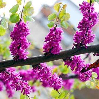 Cercis chinensis - Chinese Redbud Seeds - Tree or Shrub, NEW