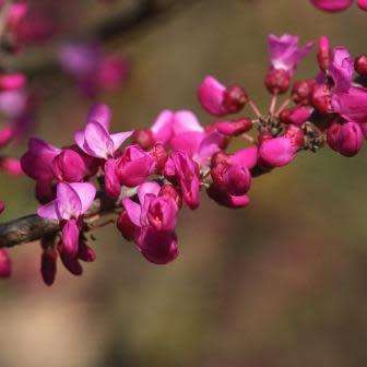 Cercis chinensis - Chinese Redbud Seeds - Tree or Shrub, NEW