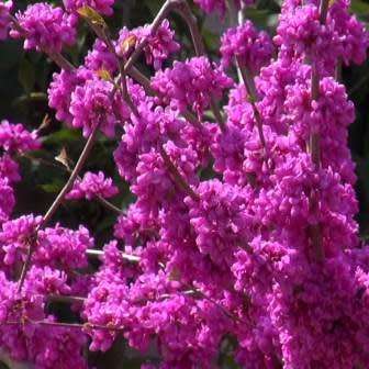 Cercis chinensis - Chinese Redbud Seeds - Tree or Shrub, NEW