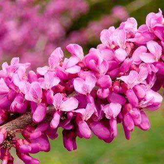 Cercis chinensis - Chinese Redbud Seeds - Tree or Shrub, NEW
