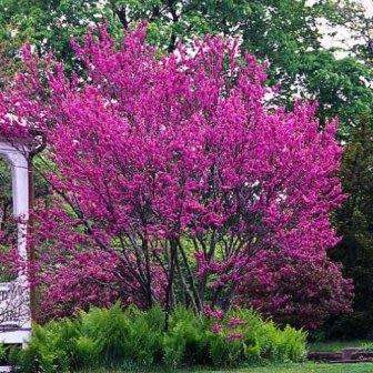 Cercis chinensis - Chinese Redbud Seeds - Tree or Shrub, NEW