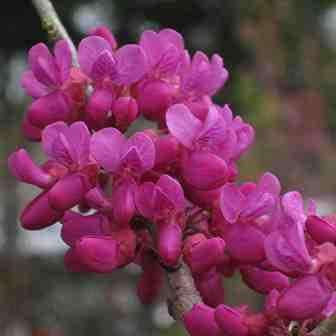 Cercis chinensis - Chinese Redbud Seeds - Tree or Shrub, NEW
