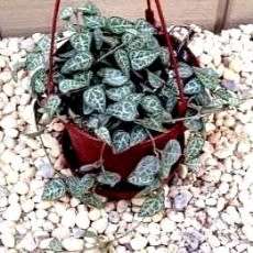 Ceropegia woodii - String of Hearts - 10 Seed Pack - Indigenous South African Succulent Vine - New