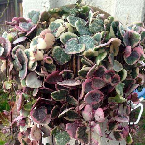 Ceropegia woodii - String of Hearts - 10 Seed Pack - Indigenous South African Succulent Vine - New