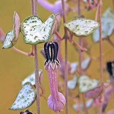 Ceropegia woodii - String of Hearts - 10 Seed Pack - Indigenous South African Succulent Vine - New