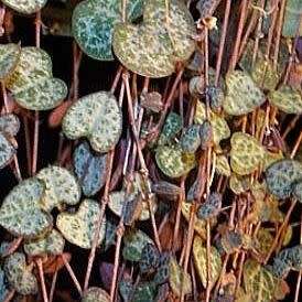 Ceropegia woodii - String of Hearts - 10 Seed Pack - Indigenous South African Succulent Vine - New