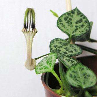 Ceropegia woodii - String of Hearts - 10 Seed Pack - Indigenous South African Succulent Vine - New