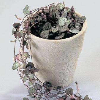 Ceropegia woodii - String of Hearts - 10 Seed Pack - Indigenous South African Succulent Vine - New