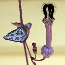 Ceropegia woodii - String of Hearts - 10 Seed Pack - Indigenous South African Succulent Vine - New