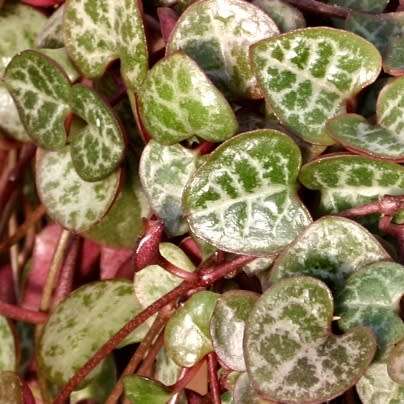 Ceropegia woodii - String of Hearts - 10 Seed Pack - Indigenous South African Succulent Vine - New