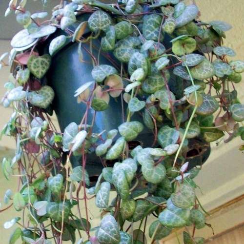 Ceropegia woodii - String of Hearts - 10 Seed Pack - Indigenous South African Succulent Vine - New