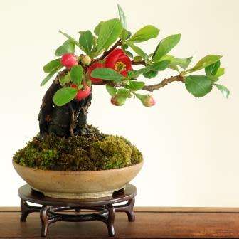 Chaenomeles japonica - Japanese Flowering Quince - 10 Seeds + FREE Gifts Seeds + Bonsai eBook, NEW