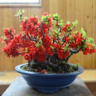 Chaenomeles japonica - Japanese Flowering Quince - 10 Seeds + FREE Gifts Seeds + Bonsai eBook, NEW