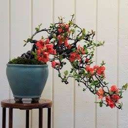 Chaenomeles japonica - Japanese Flowering Quince - 10 Seeds + FREE Gifts Seeds + Bonsai eBook, NEW