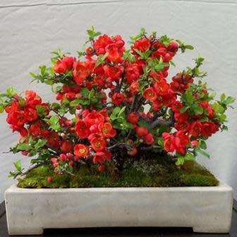 Chaenomeles japonica - Japanese Flowering Quince - 10 Seeds + FREE Gifts Seeds + Bonsai eBook, NEW