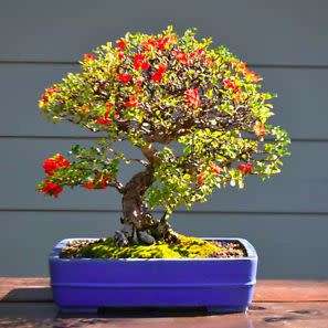 Chaenomeles japonica - Japanese Flowering Quince - 10 Seeds + FREE Gifts Seeds + Bonsai eBook, NEW