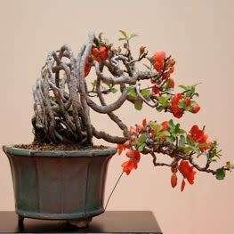 Chaenomeles japonica - Japanese Flowering Quince - 10 Seeds + FREE Gifts Seeds + Bonsai eBook, NEW