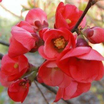 Japanese Flowering Quince - Chaenomeles japonica Seeds - Shrub - New