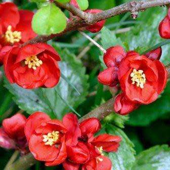 Japanese Flowering Quince - Chaenomeles japonica Seeds - Shrub - New
