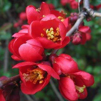 Japanese Flowering Quince - Chaenomeles japonica Seeds - Shrub - New