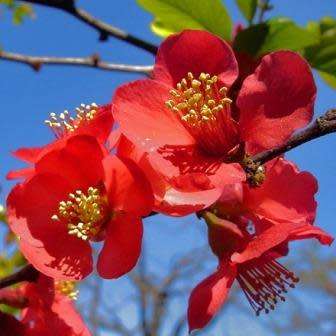 Japanese Flowering Quince - Chaenomeles japonica Seeds - Shrub - New