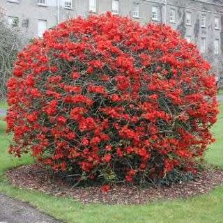 Japanese Flowering Quince - Chaenomeles japonica Seeds - Shrub - New
