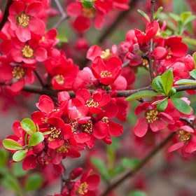 Japanese Flowering Quince - Chaenomeles japonica Seeds - Shrub - New