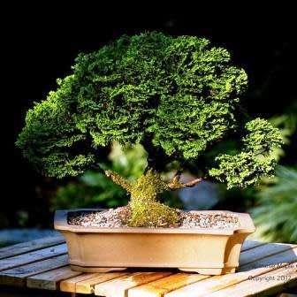 Chamaecyparis obtusa - Japanese White Cedar, Hinoki Cypress -10 Seed Pack + FREE Bonsai EBook - New