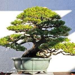 Chamaecyparis obtusa - Japanese White Cedar, Hinoki Cypress -10 Seed Pack + FREE Bonsai EBook - New