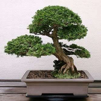 Chamaecyparis obtusa - Japanese White Cedar, Hinoki Cypress -10 Seed Pack + FREE Bonsai EBook - New