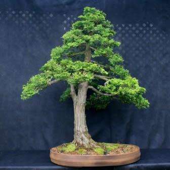 Chamaecyparis obtusa - Japanese White Cedar, Hinoki Cypress -10 Seed Pack + FREE Bonsai EBook - New