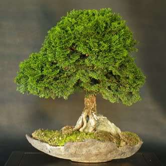 Chamaecyparis obtusa - Japanese White Cedar, Hinoki Cypress -10 Seed Pack + FREE Bonsai EBook - New