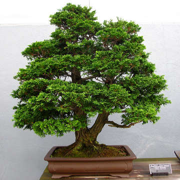 Chamaecyparis obtusa - Japanese White Cedar, Hinoki Cypress -10 Seed Pack + FREE Bonsai EBook - New