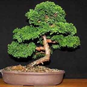Chamaecyparis obtusa - Japanese White Cedar, Hinoki Cypress -10 Seed Pack + FREE Bonsai EBook - New