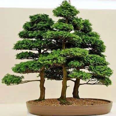 Chamaecyparis obtusa - Japanese White Cedar, Hinoki Cypress -10 Seed Pack + FREE Bonsai EBook - New