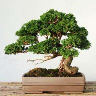 Chamaecyparis obtusa - Japanese White Cedar, Hinoki Cypress -10 Seed Pack + FREE Bonsai EBook - New