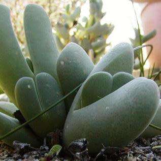 10 Cheiridopsis pillansii Seeds - Indigenous Succulent Mesemb - Combined Global Shipping