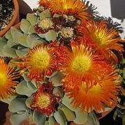 10 Cheiridopsis pillansii Seeds - Indigenous Succulent Mesemb - Combined Global Shipping