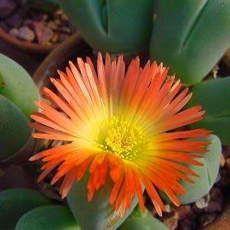 10 Cheiridopsis pillansii Seeds - Indigenous Succulent Mesemb - Combined Global Shipping