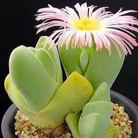 10 Cheiridopsis pillansii Seeds - Indigenous Succulent Mesemb - Combined Global Shipping